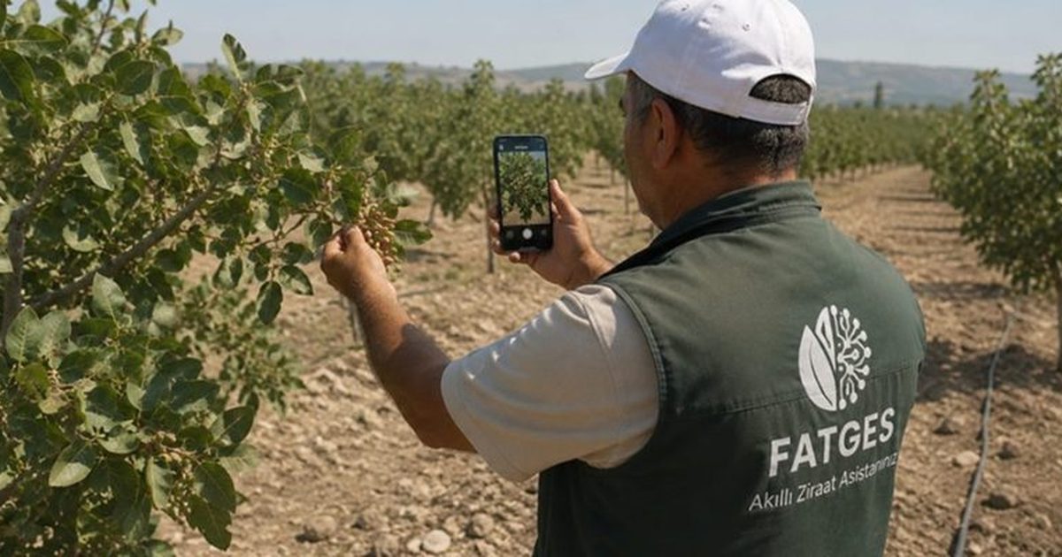 Güneydoğu Fıstığı İçin Yapay Zekâ Yazılımı Geliştirildi