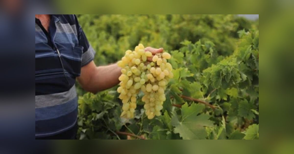 İslahiye'de Başlayan Üzüm Hasadında Fiyat Makası Açıldı
