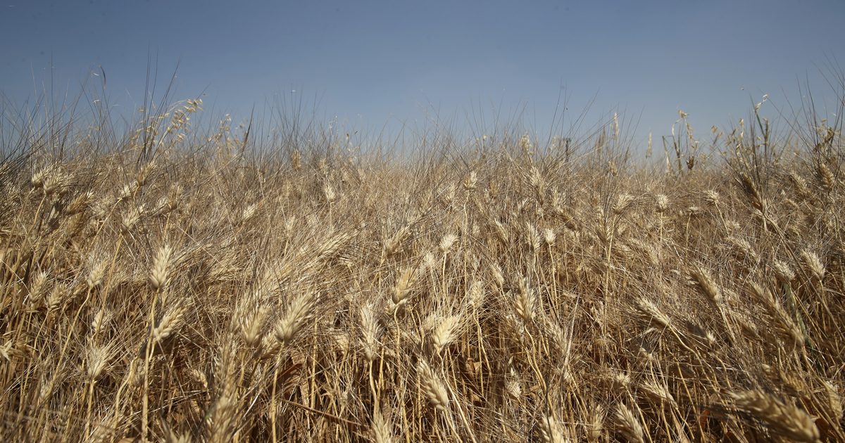 TMO to Release Wheat from Licensed Warehouses for Sale