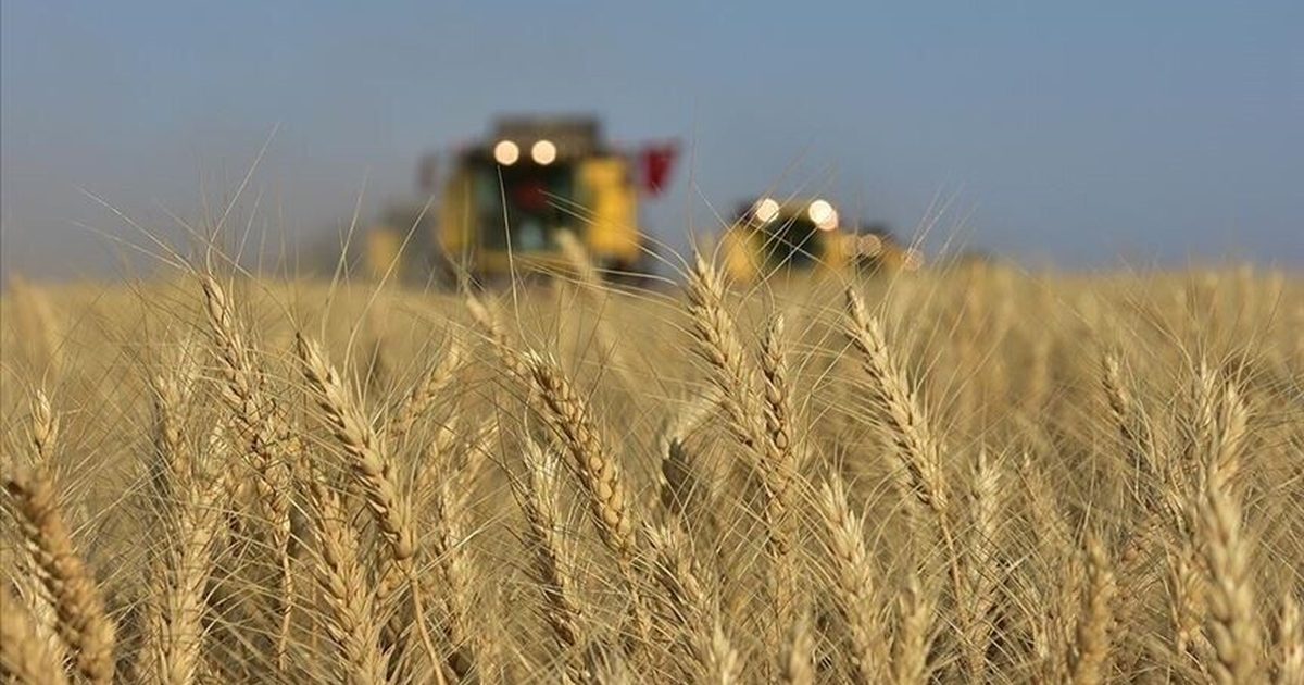 Karadeniz'deki Barış İhtimali Küresel Buğday Fiyatlarını Düşürdü