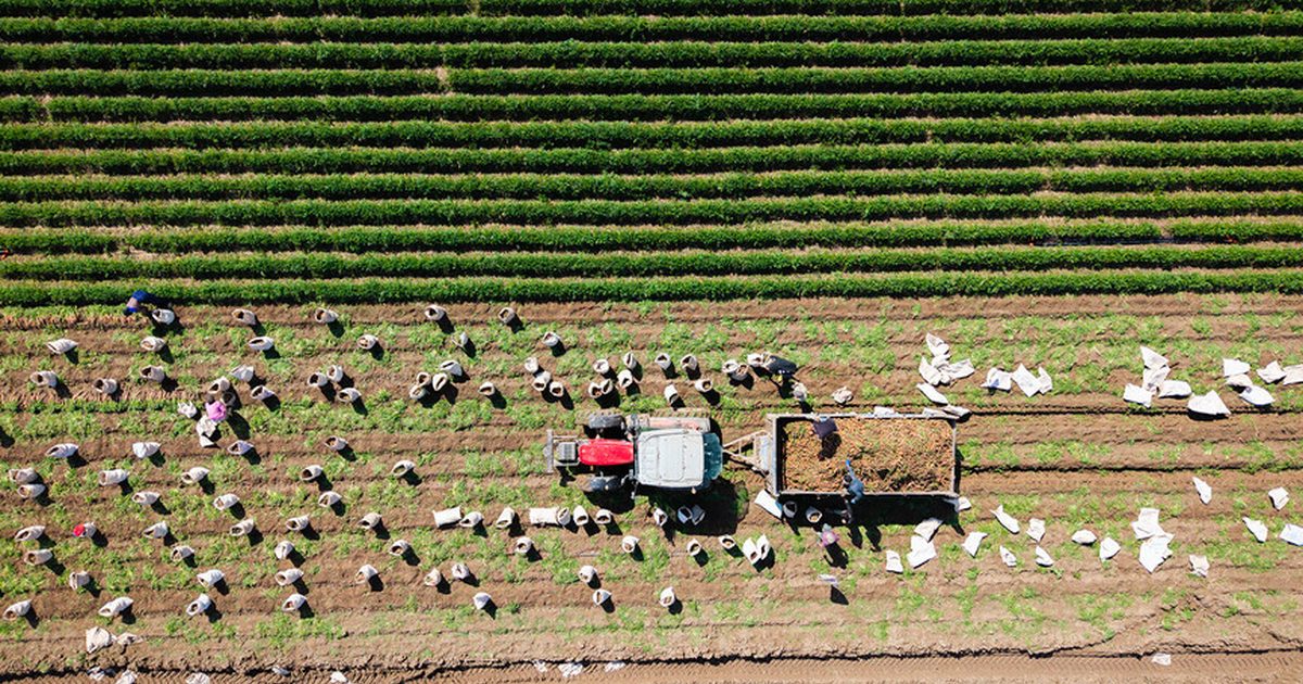 450 Million Lira in Support Funds Transferred to Farmers' Accounts
