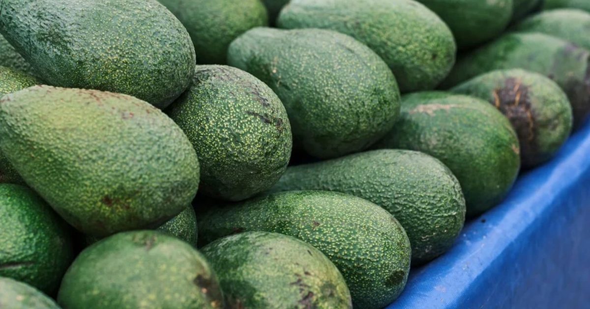 Avokado Üretimi Dönüm Başına 400 Bin TL Kazandırıyor