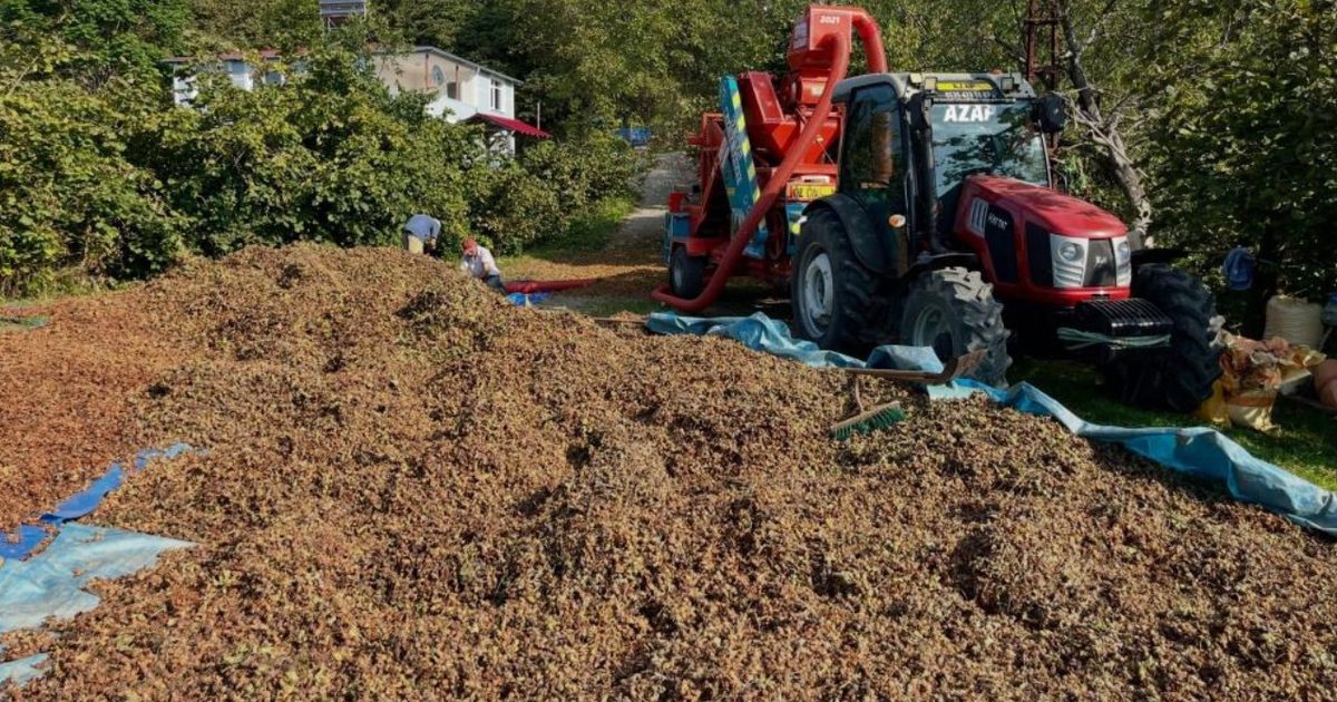 Ordu'da Fındık Üreticisinin Patoz Mesaisi Başladı