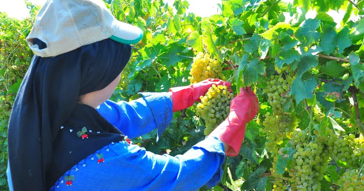 Sultaniye Grape Harvest Begins Early in Manisa