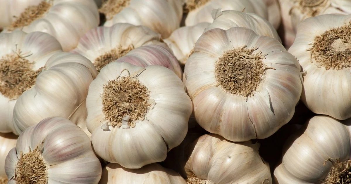Sarımsakta Rekolte Arttı Ancak Tarla Fiyatları Düştü