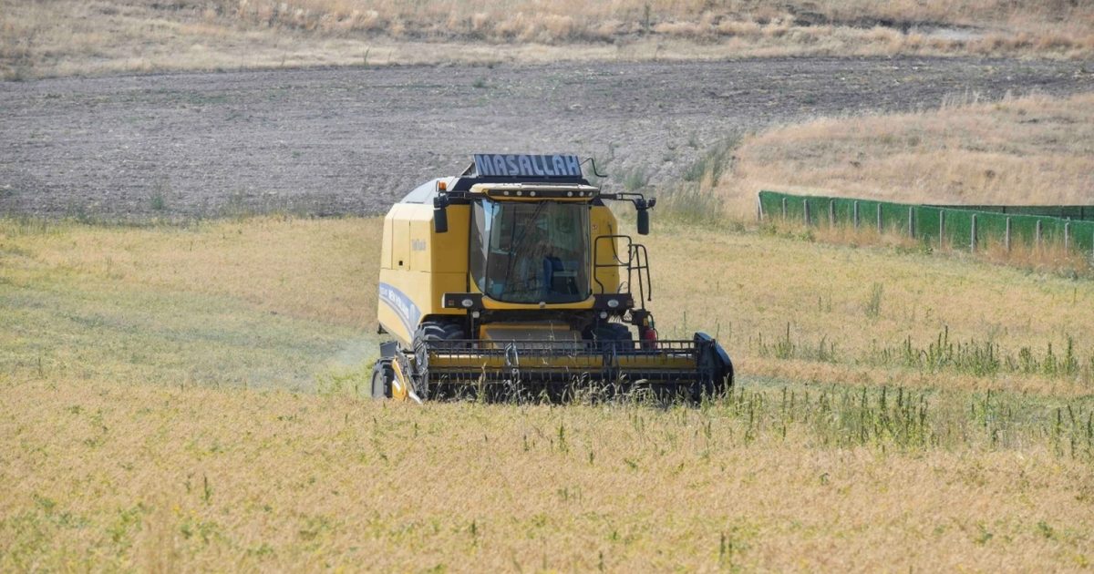 Chickpea Harvest Begins in Ankara with Subsidized Seeds