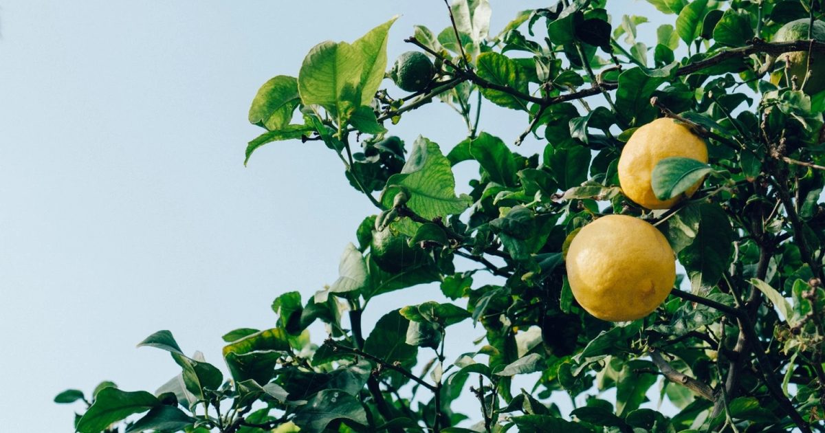 Mayer Limon Hasadı 11 Eylülde Başlıyor
