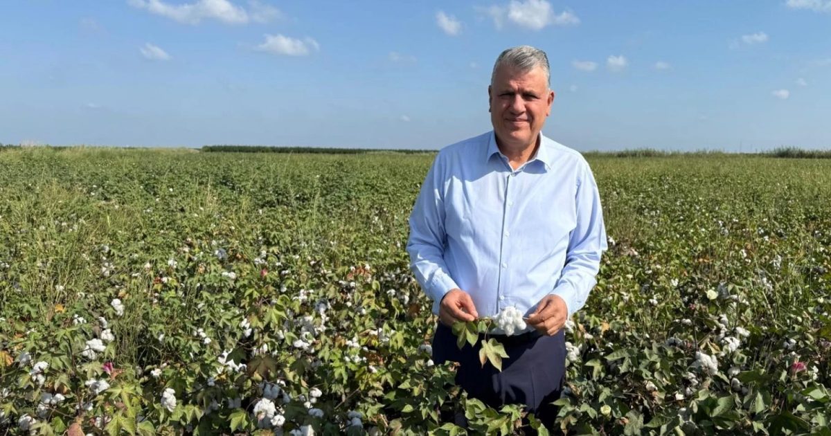 Cotton Planting Acreage Falls to 275,000 Hectares
