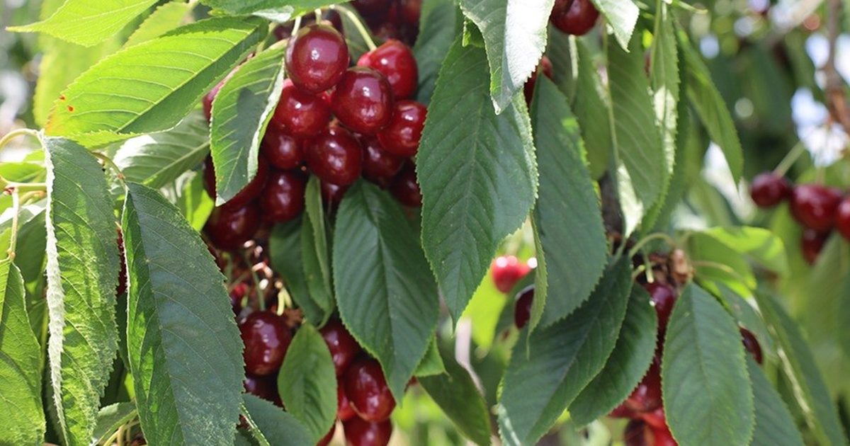 Kiraz İhracatında Gelir 235 Milyon Dolara Ulaştı