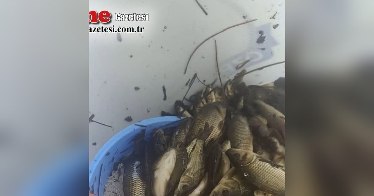 İpsala'da Su Kaynaklarına 603 Bin Sazan Yavrusu Bırakıldı