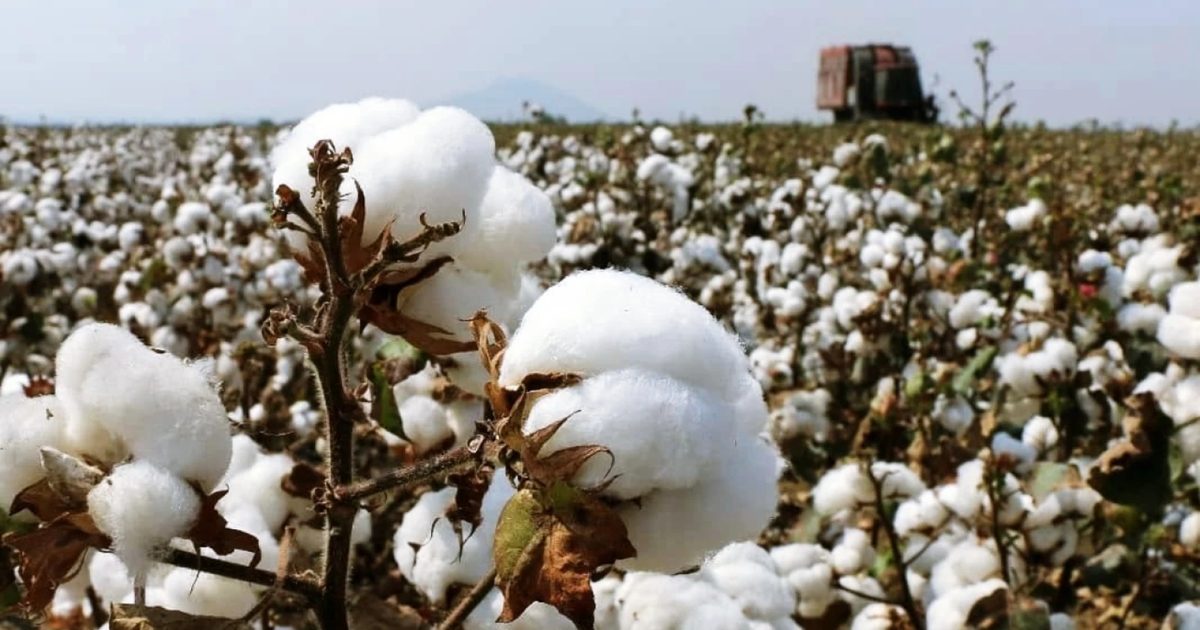 Rising Costs Slash Cotton Planting Areas