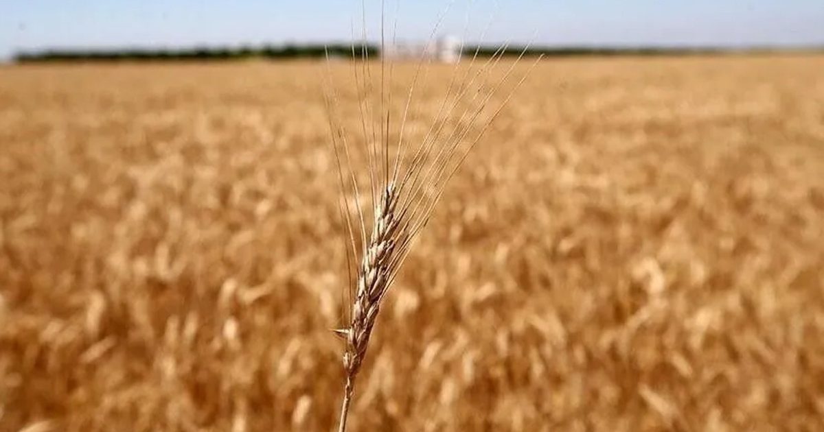 Karadeniz'deki Sevkiyat Krizi Yem Fiyatlarını Yeniden Yükseltti
