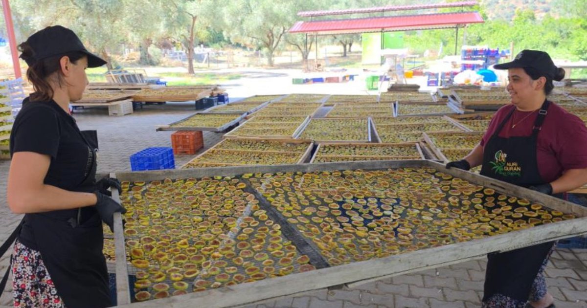 Fig Chips Production in Nazilli Boosts Income