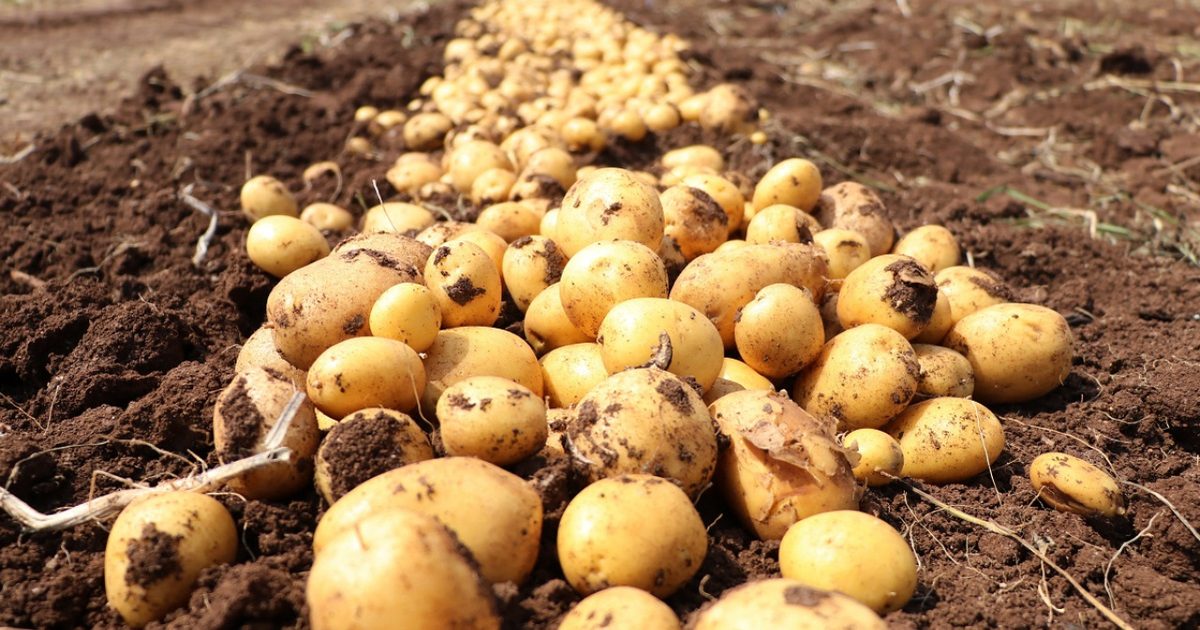 Fransa'da Kuraklık Patates Rekoltesini 2 Milyon Ton Düşürdü