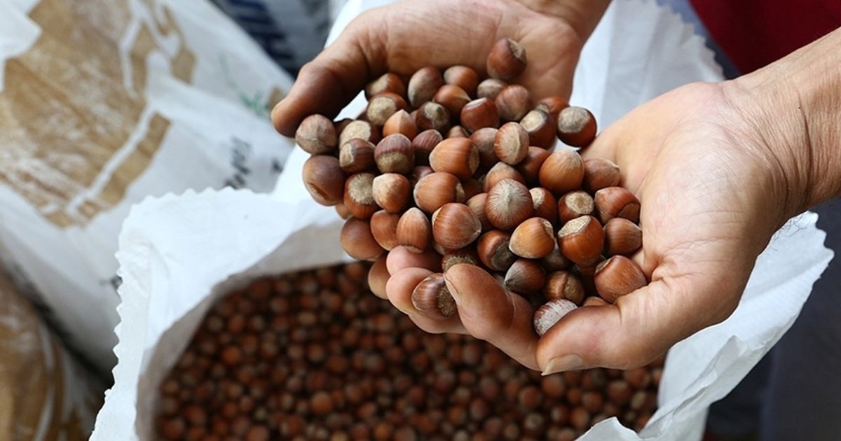 Fındık İhracatı Sezonu 2,5 Milyar Dolarla Kapattı