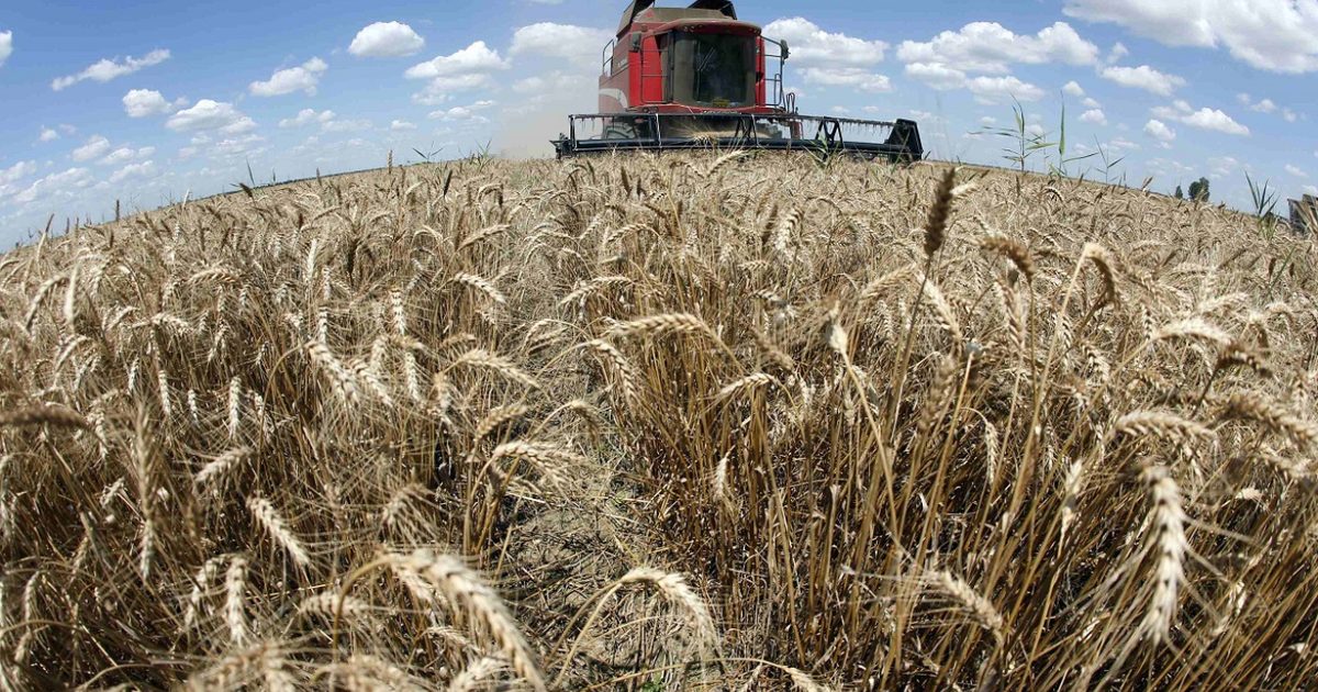 Black Sea Tensions Send Global Wheat Prices Soaring