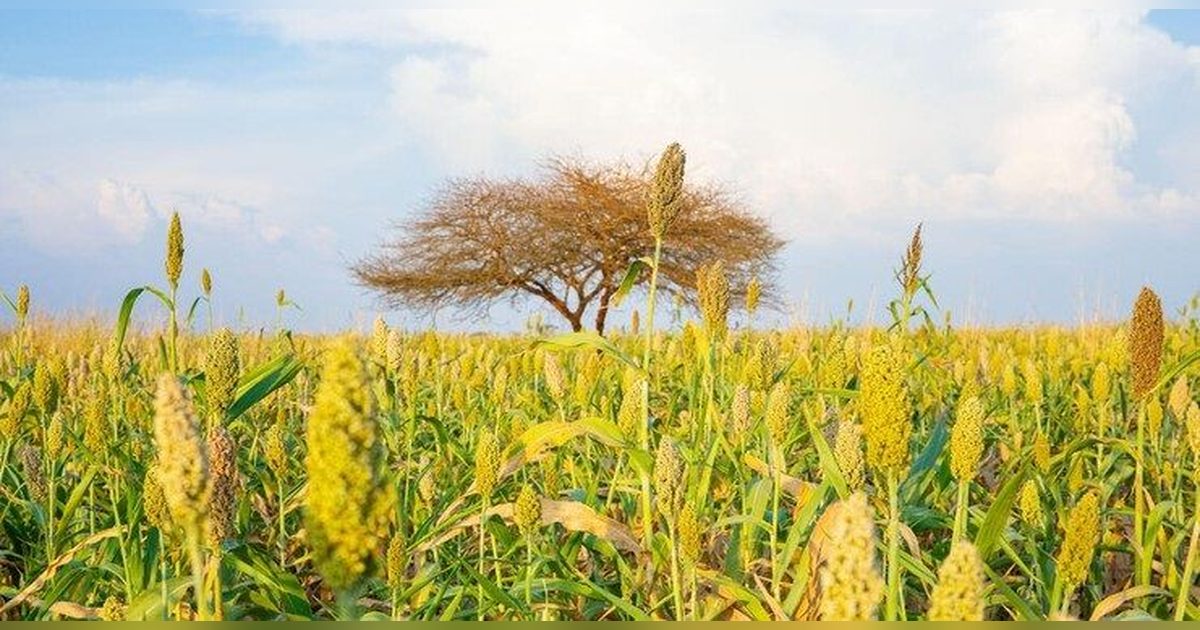 Küresel Gıda Fiyatları Ağustosta Yeniden Yükselişe Geçti