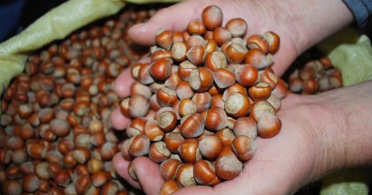 TMO Fındık Alımında Eski Mahsulü Kabul Etmeyecek