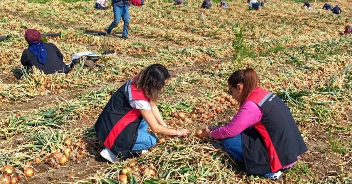 Çorum'da Soğan Hasadı Sahada İncelendi