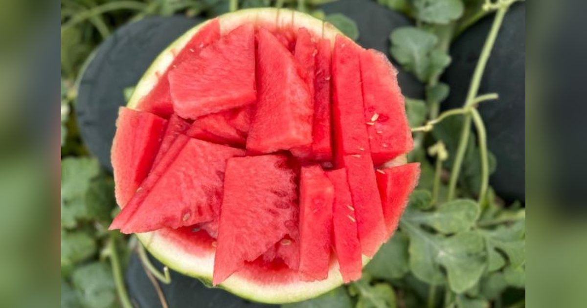 Seedless Watermelons Boost Market Share and Price