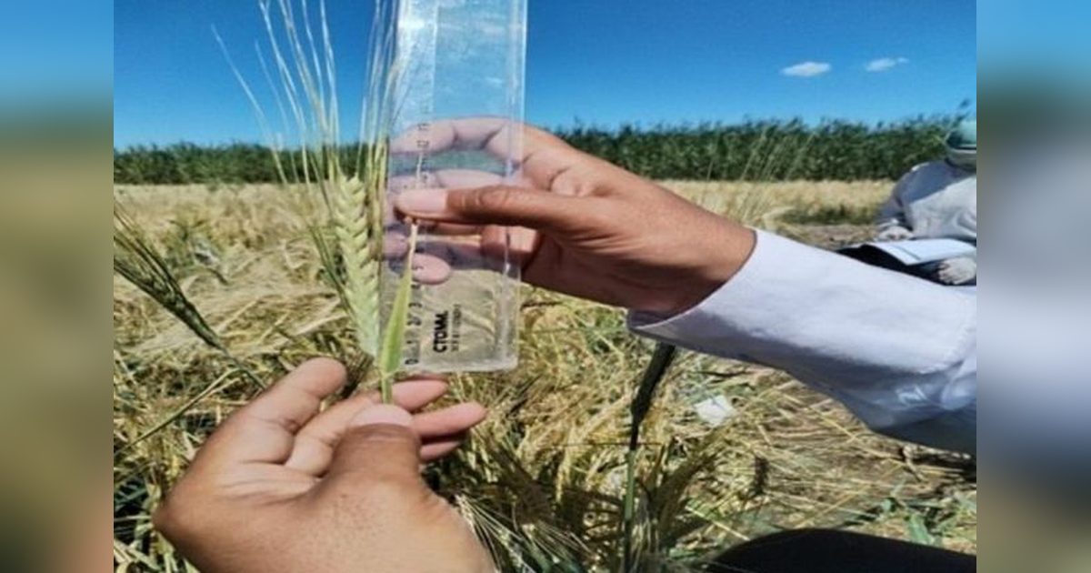 Kazakistan Kuraklığa ve Tuzluluğa Dayanıklı Yeni Arpa Islah Etti