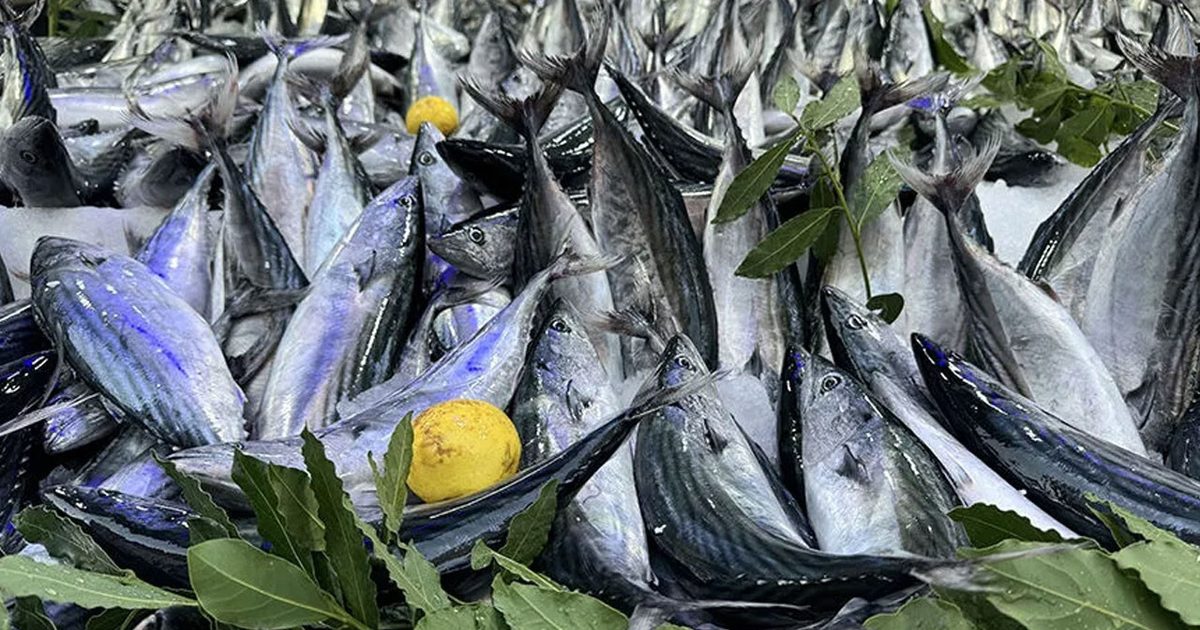Bonito Brightens Ankara Fish Market Stalls