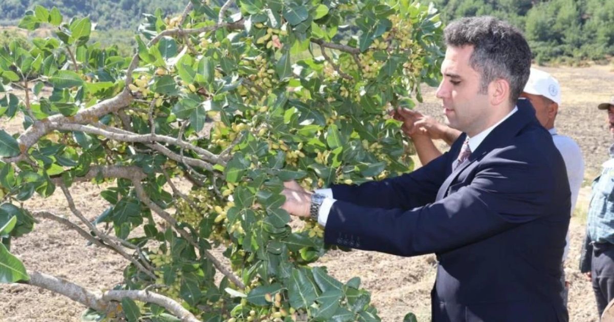 Manisa Selendi'de Yeni Sezon Fıstık Hasadı Başladı