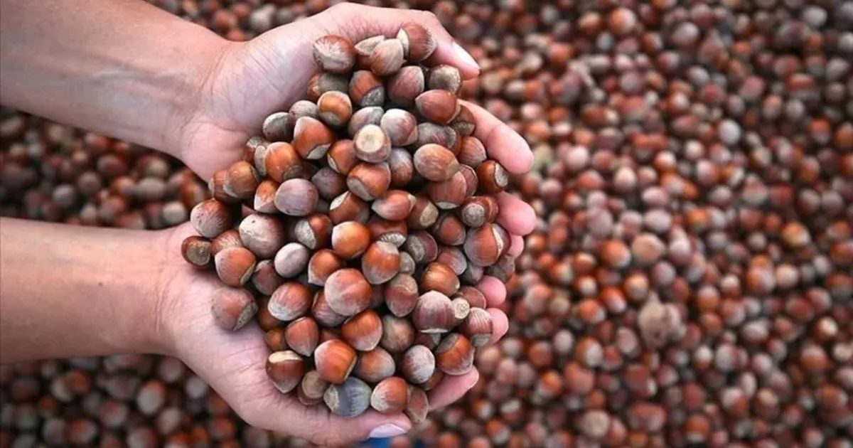 Fındık İhracatı 11 Ayda 2,4 Milyar Dolar Kazandırdı