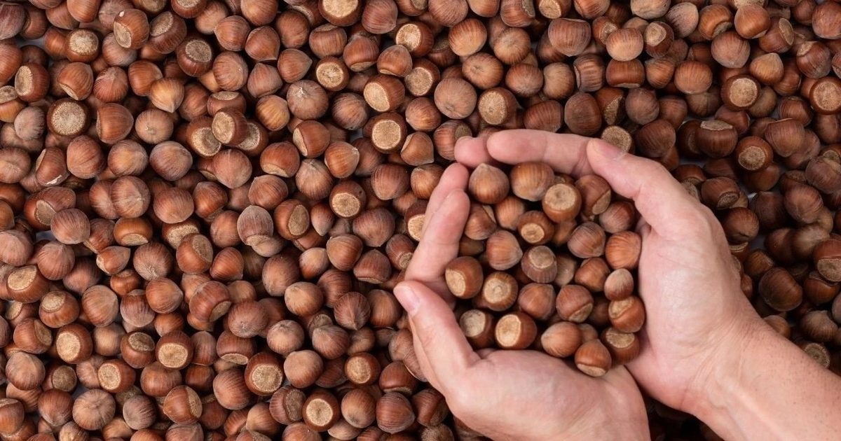 Hazelnut Exports Hit Five-Year High in Seven Months