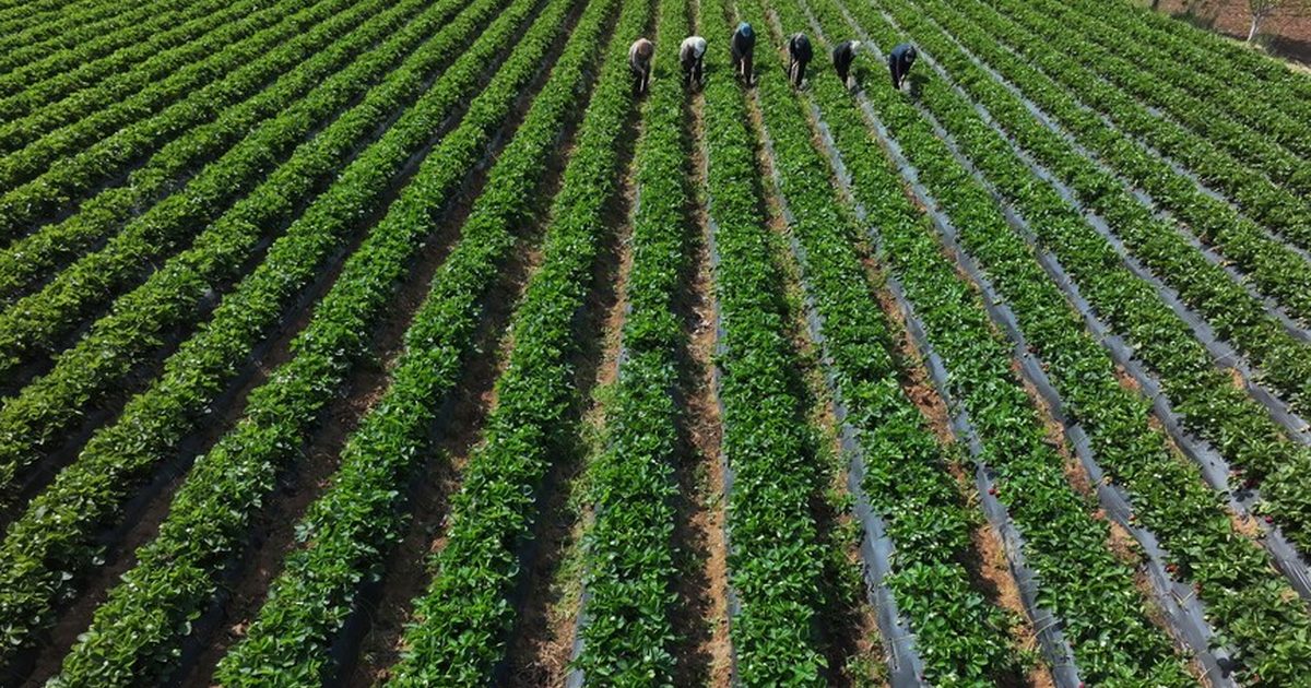 Çiftçilere 110,5 Milyon Liralık Destekleme Ödemesi Yapıldı