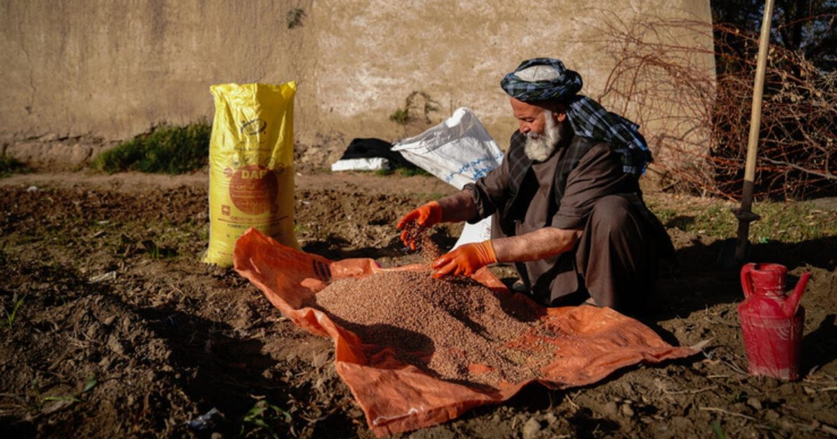 FAO Warns Soaring Fertilizer Prices Threaten Harvests in Afghanistan