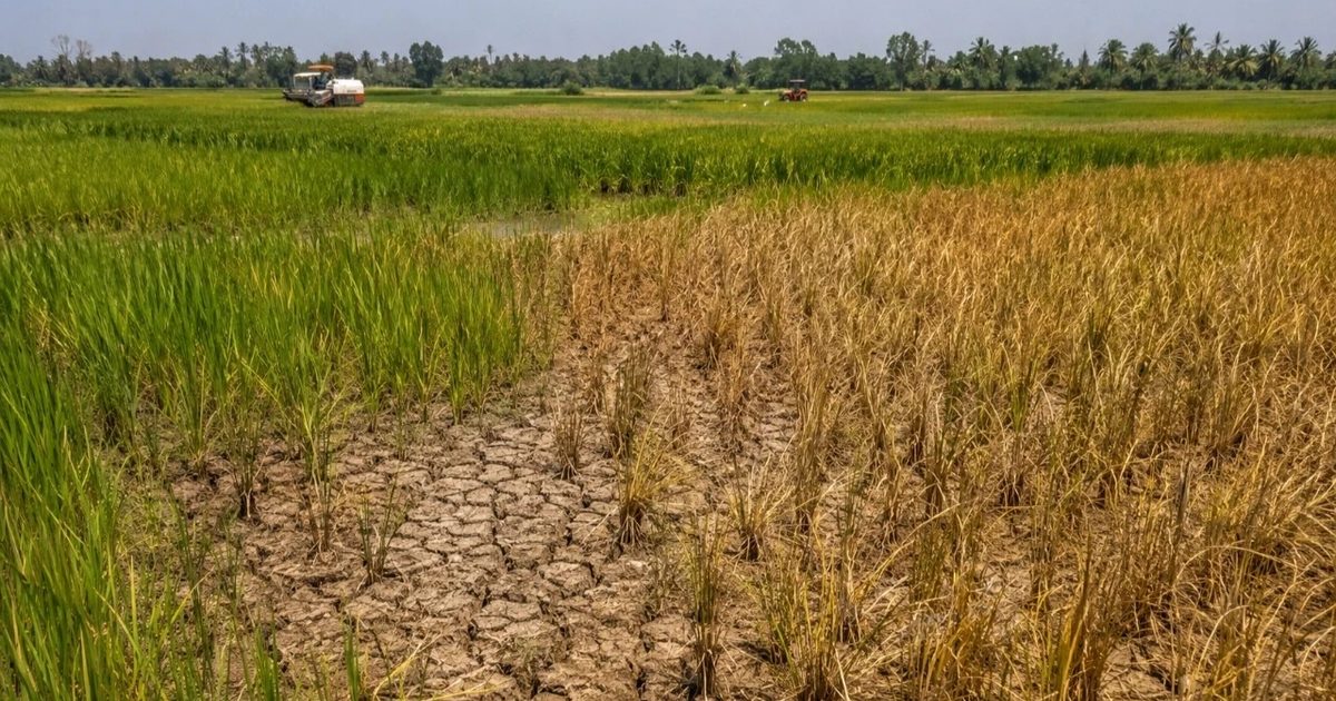 El Niño Alert in Global Companies' Financial Reports