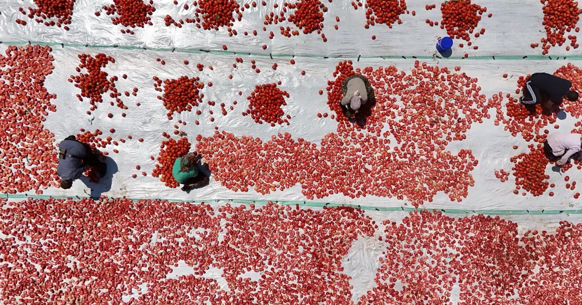 Karacadağ's Sun-Dried Tomatoes Reach Global Markets