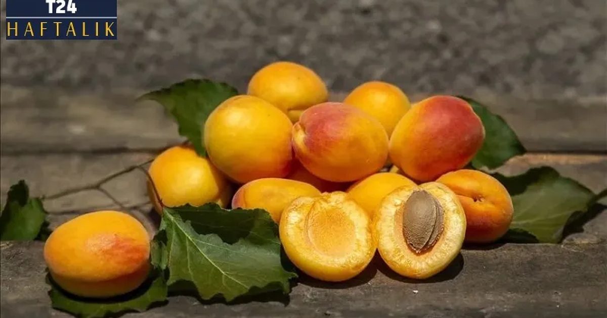 Apricot Yield Drops in Malatya, Prices Disappoint Farmers
