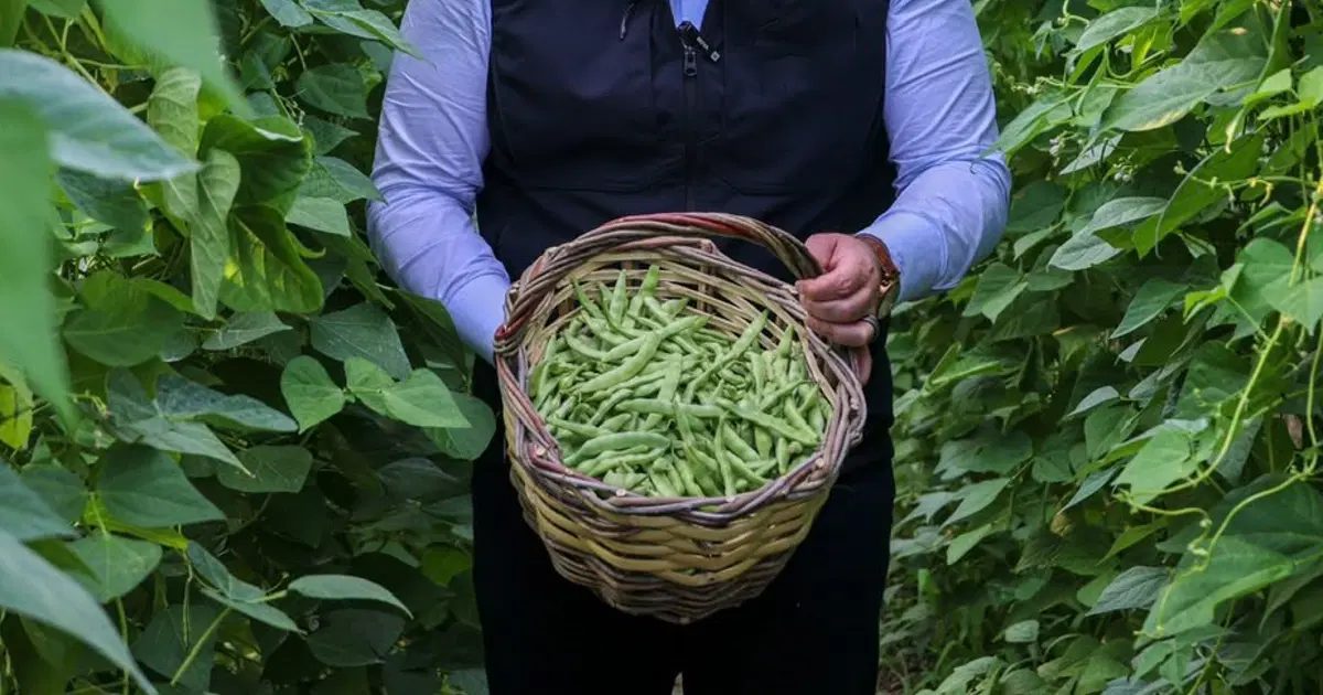 Harvest Begins for Pazaryeri Bead Bean in Bilecik