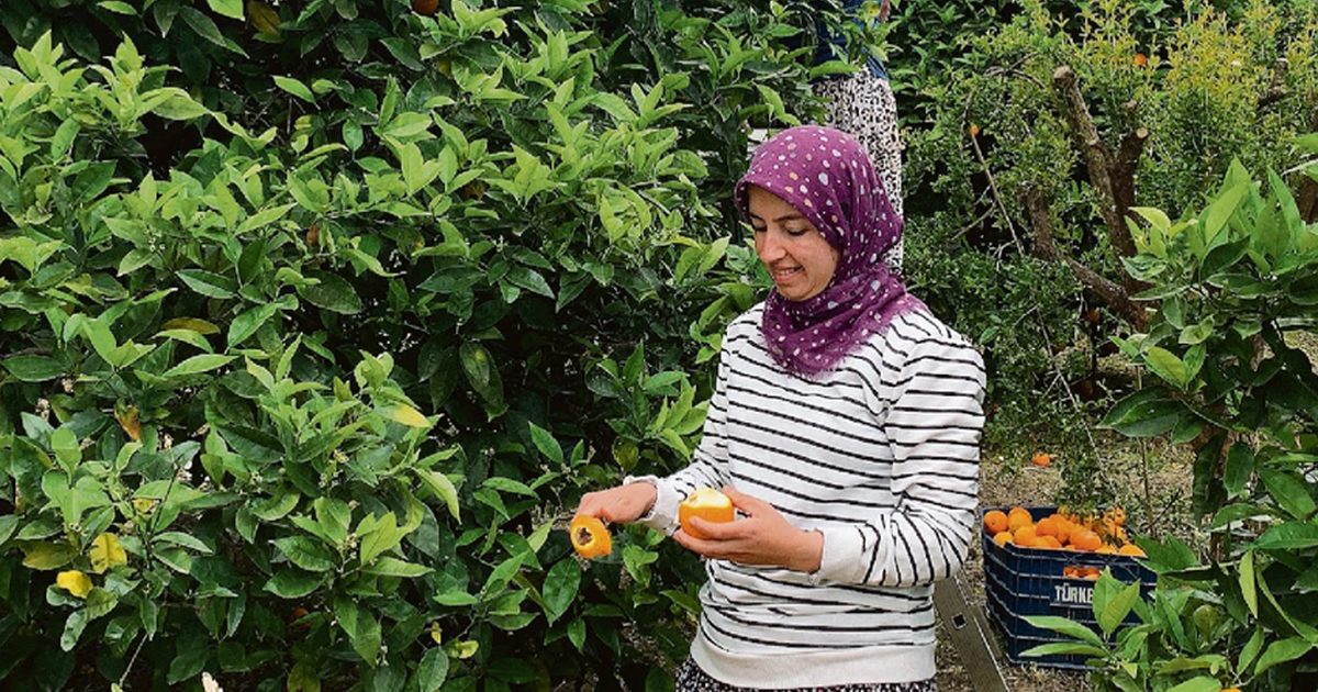 Ecological Farming is Sufficient to Feed Turkey's Population