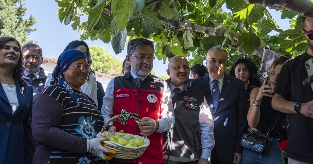 Türkiye Küresel İncir Üretiminde Liderliğini Koruyor