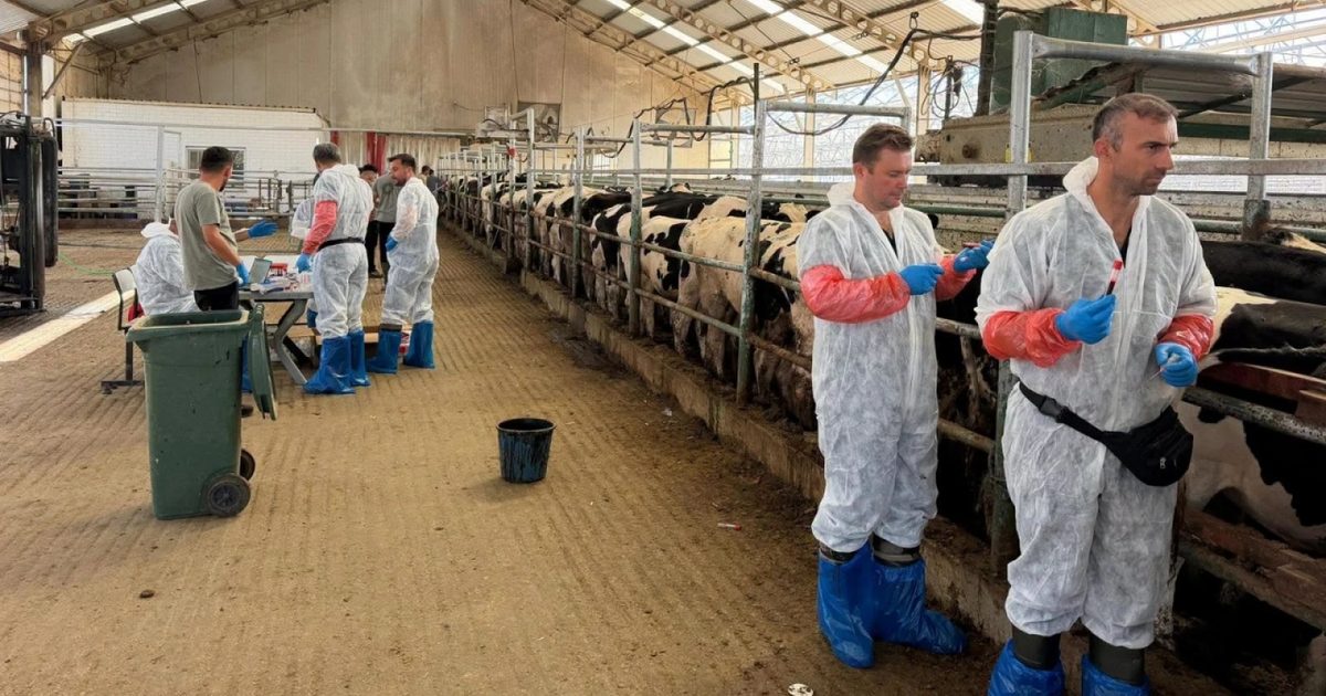 Edirne'de İthal Büyükbaş Hayvanlara Sağlık Taraması Yapıldı