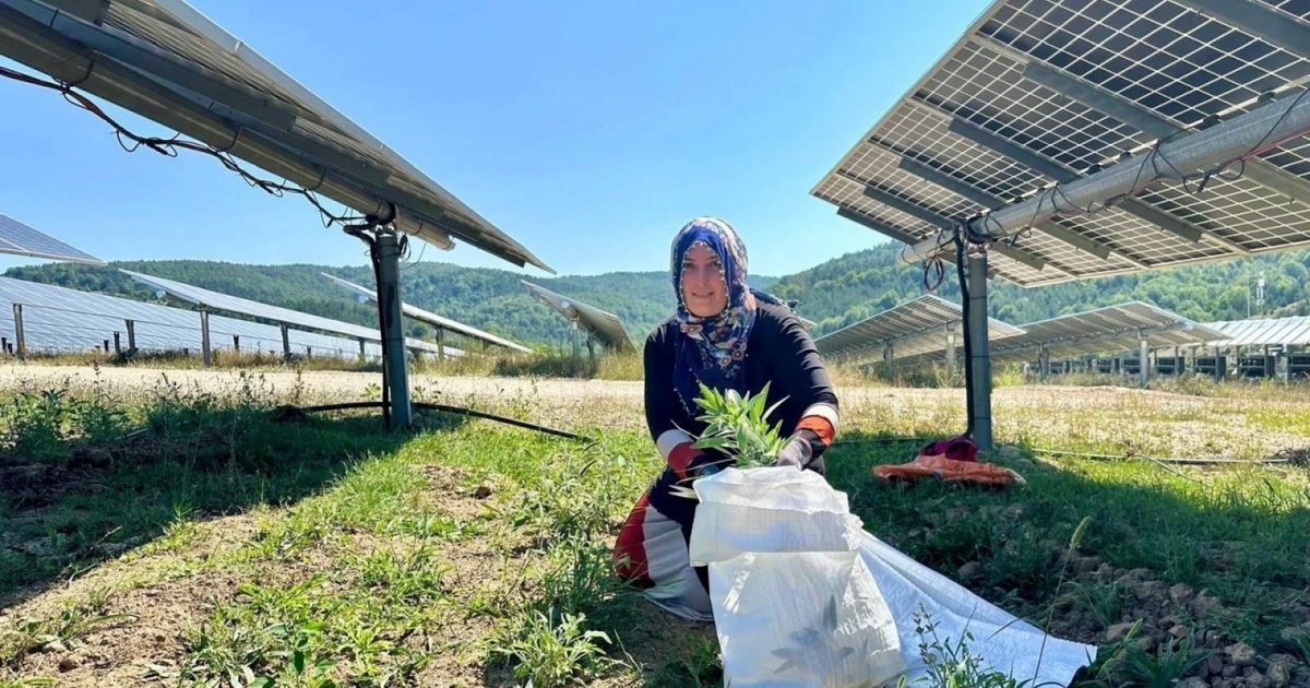 Samsun'da Güneş Panellerinin Altında Tıbbi Bitki Hasadı