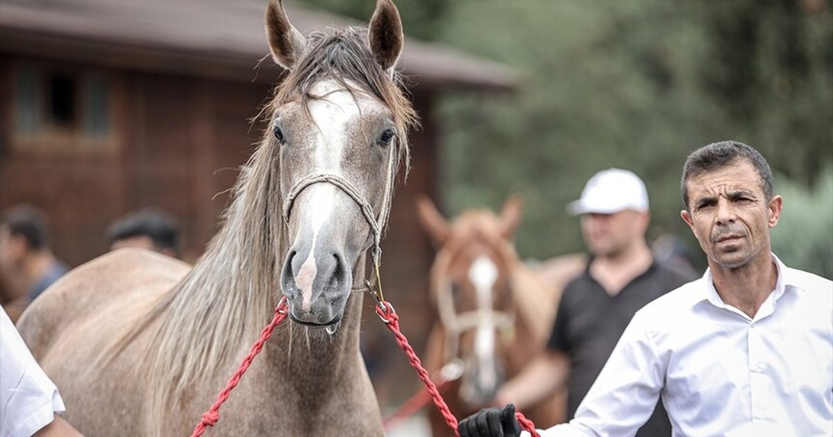 TİGEM Earns 27.5 Million Lira from Karacabey Foal Sale