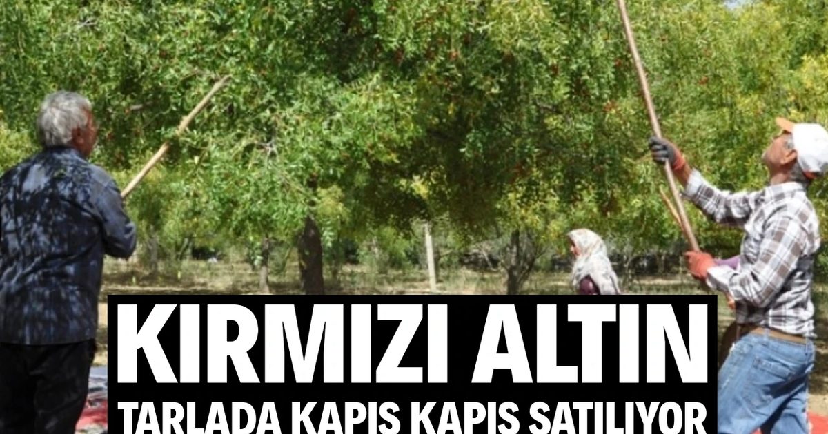 Salihli'de Hünnap Hasadı Yüksek Getiriyle Başladı
