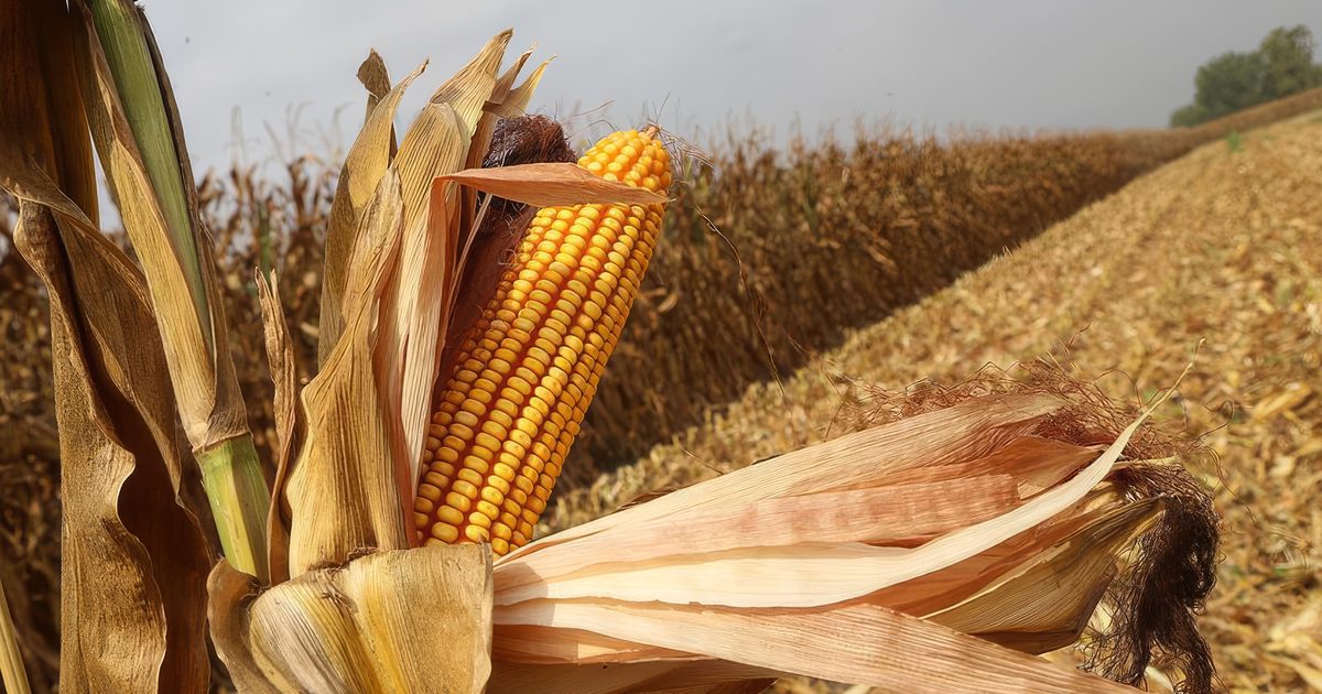 Global Corn Prices Hit Three-Year High