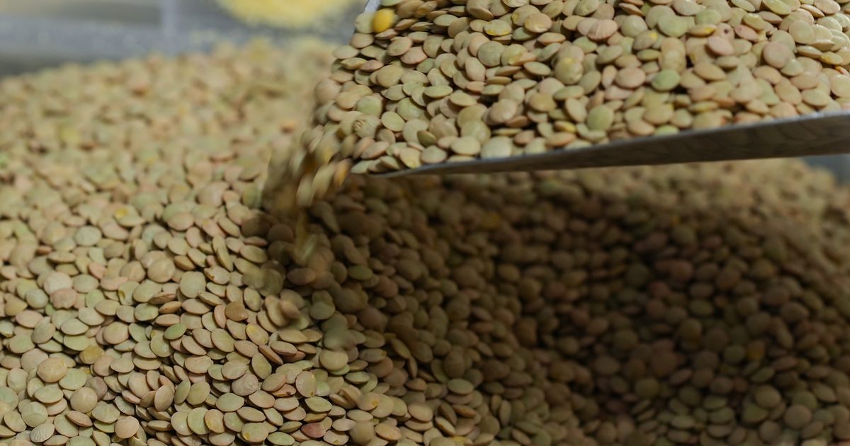 TMO Announces Green Lentil Purchase Price