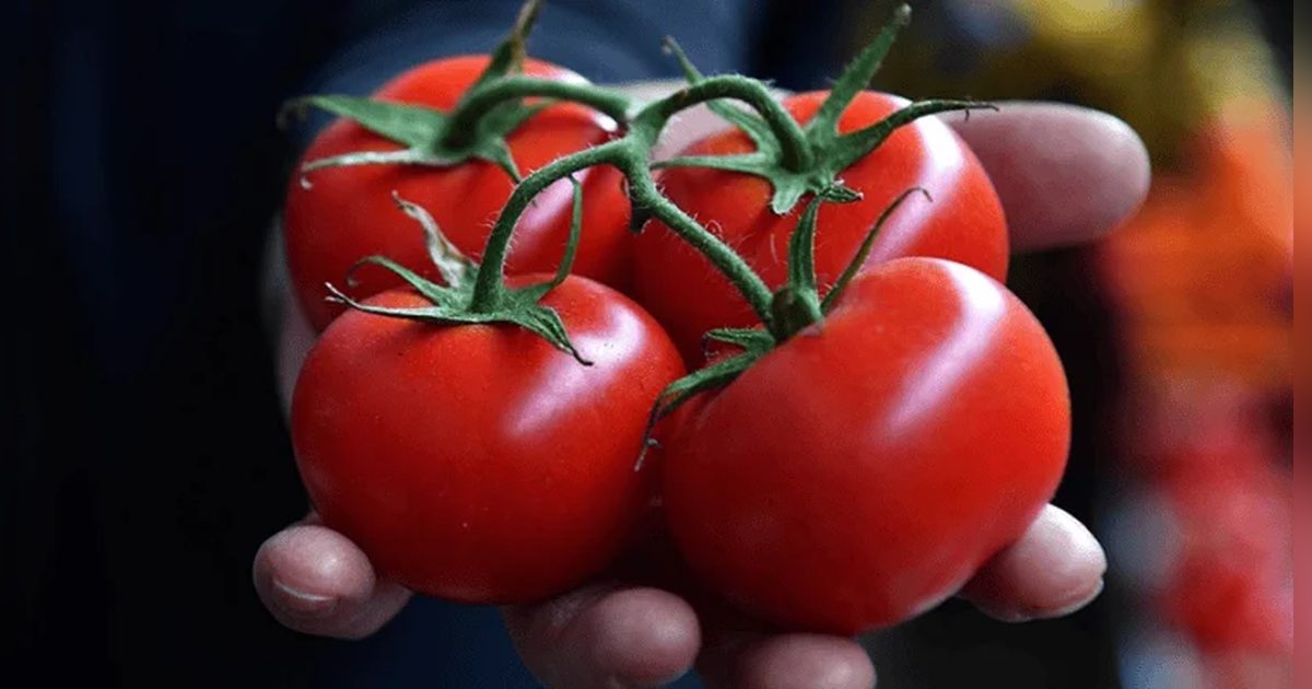 Dangerous Pesticides and PFAS Detected in Supermarket Tomatoes