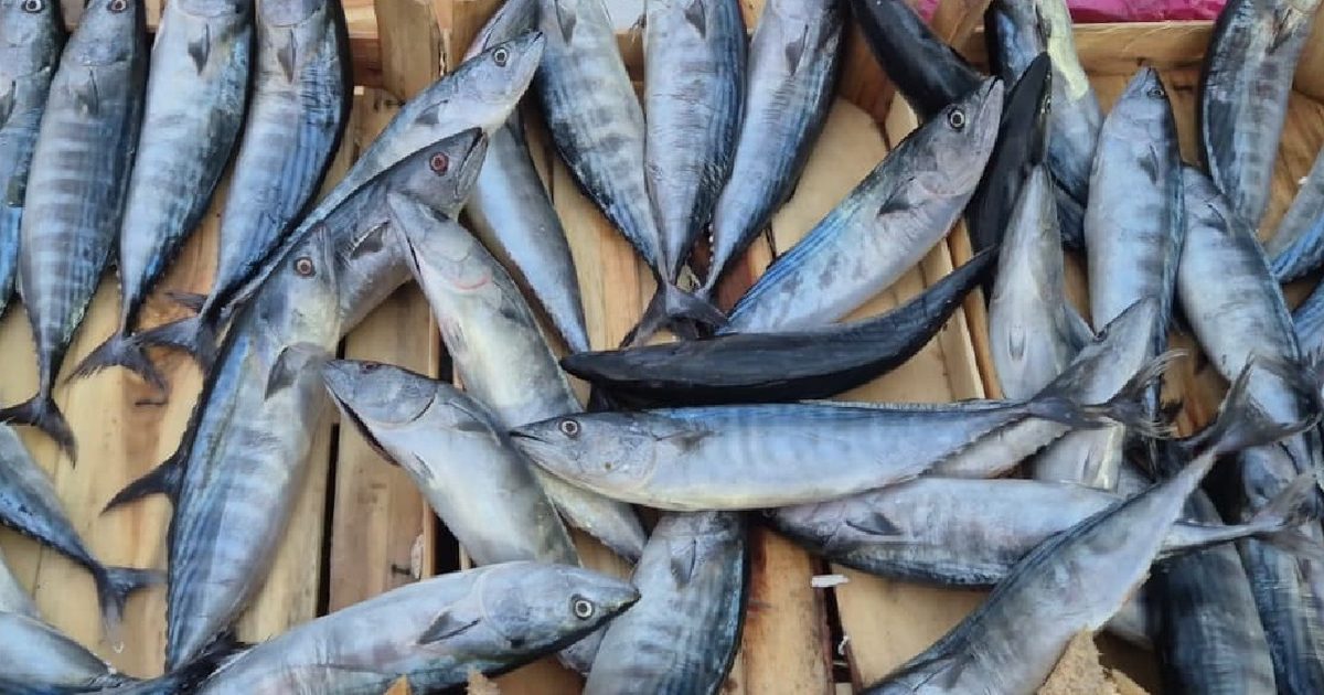 Tekirdağ'da Av Sezonuyla Palamut Fiyatı 75 Liraya Geriledi