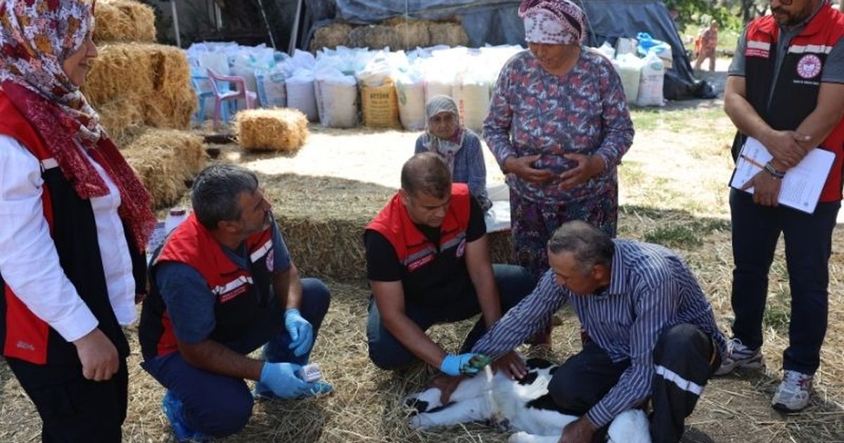 30 Teams Deployed in Muğla for Newborn Calf Care