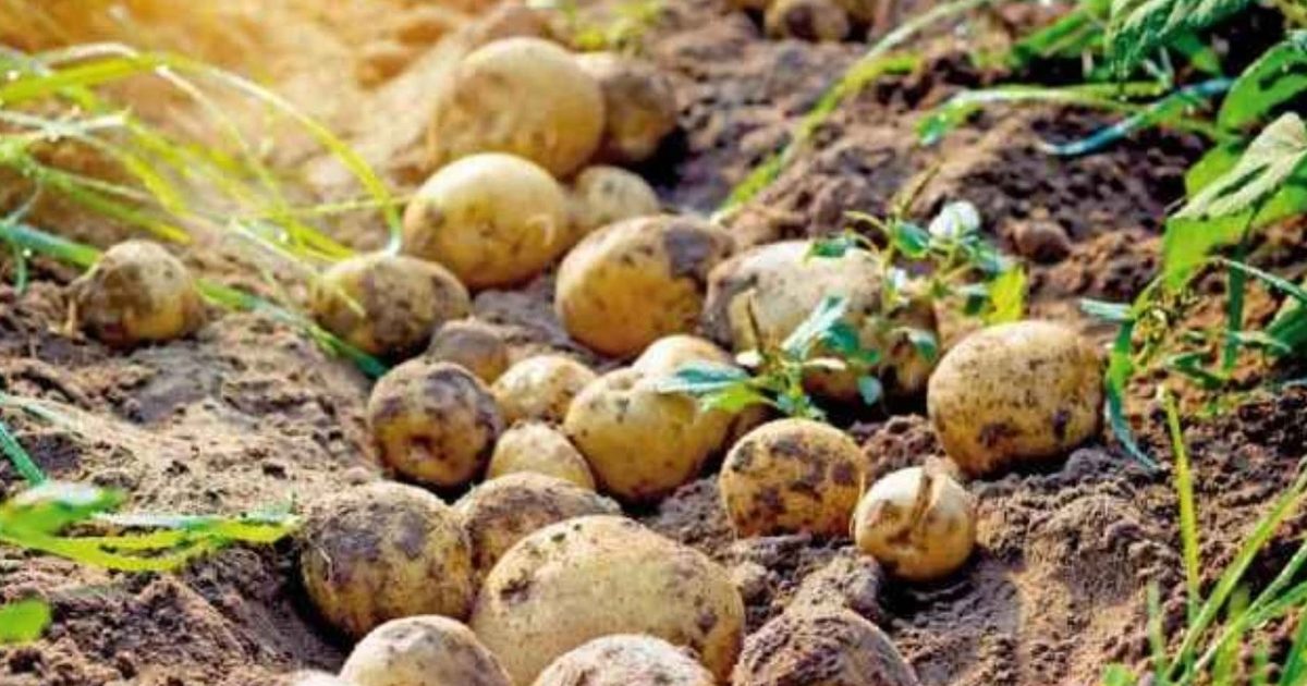 Extreme Heat Severely Reduces Agricultural Yields in Belgium