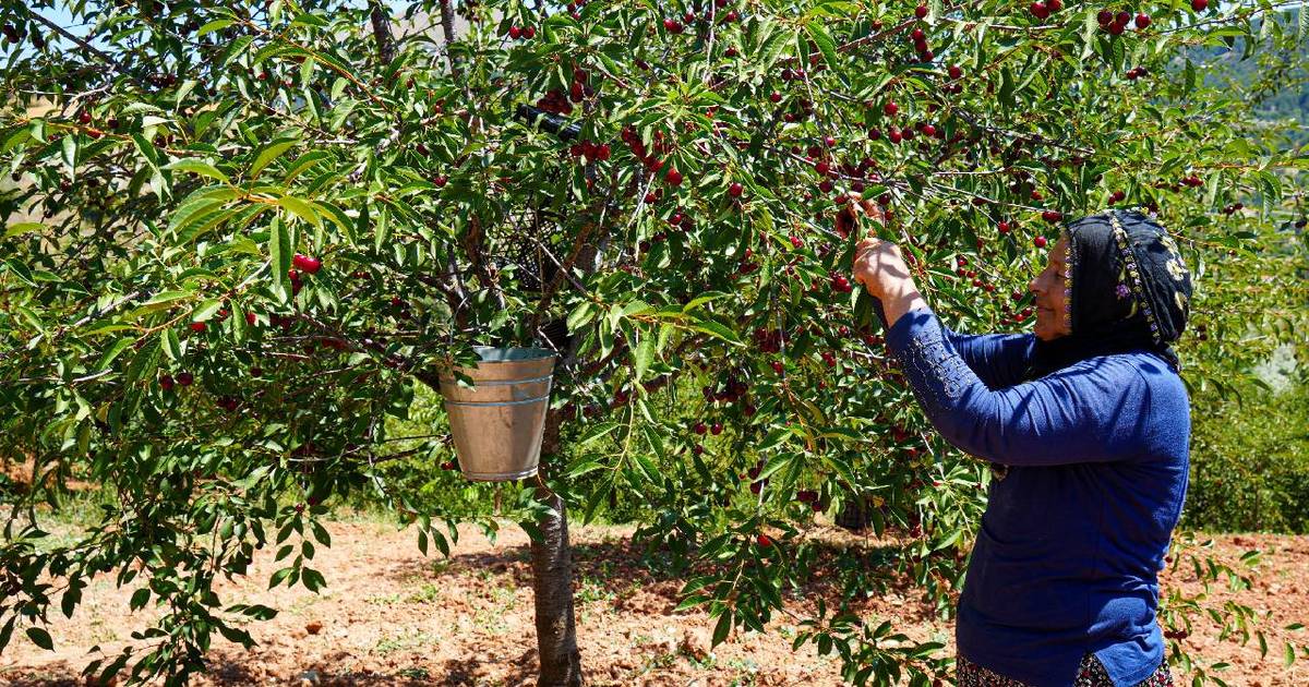 Geographically Indicated Sour Cherry Harvest Begins in Çubuk
