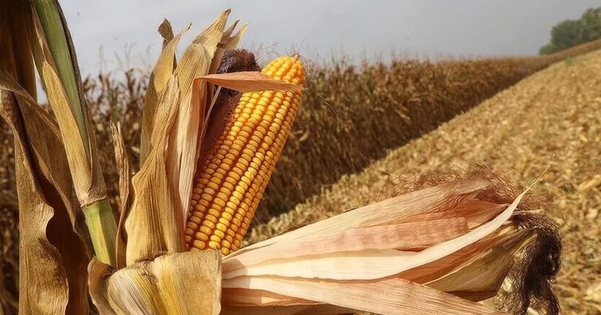 Kuraklık ve Jeopolitik Riskler Mısır Fiyatlarını Zirveye Taşıdı
