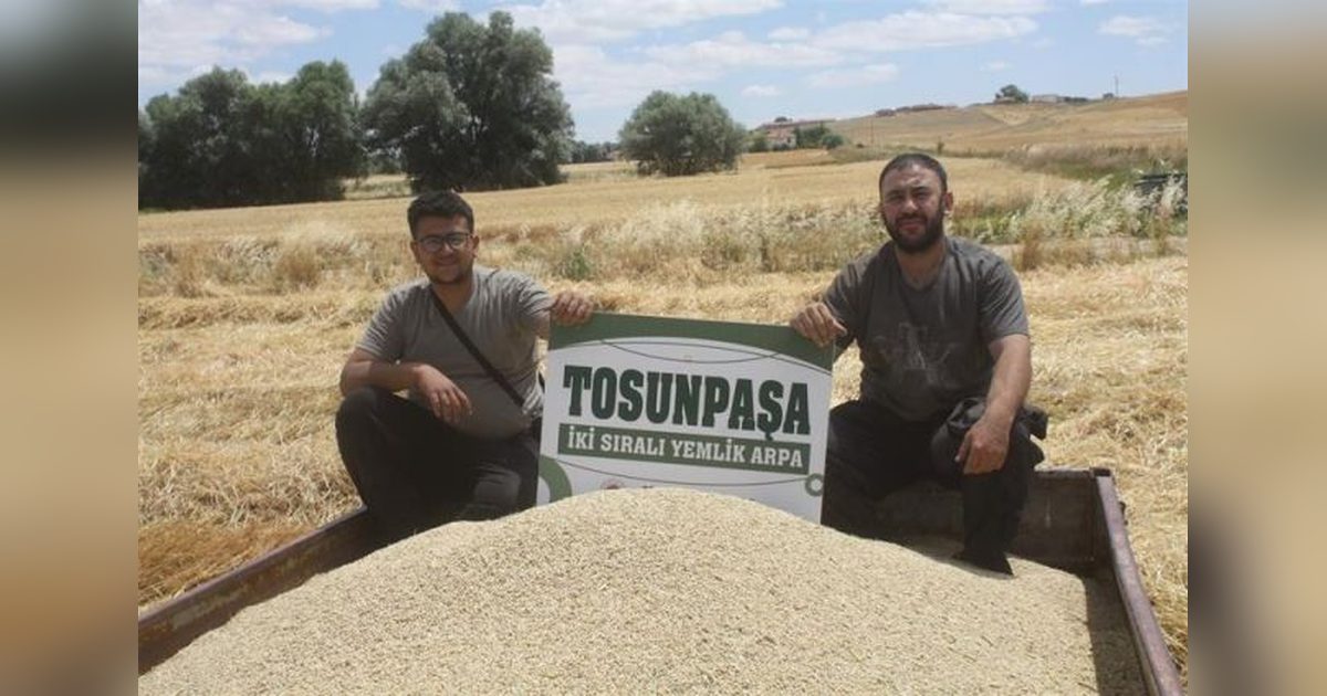 Yozgat'ta Yerli Arpa Çeşitleri Rekor Verim Getirdi